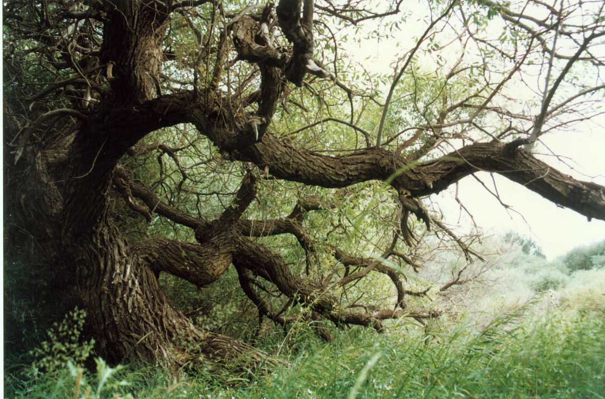 游记之十七:新疆天山神木园