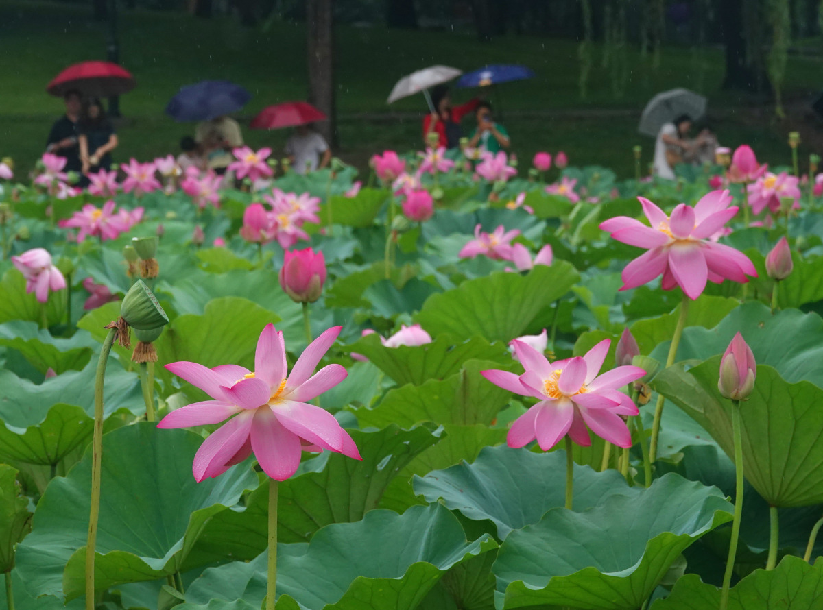 武汉东湖荷花图片