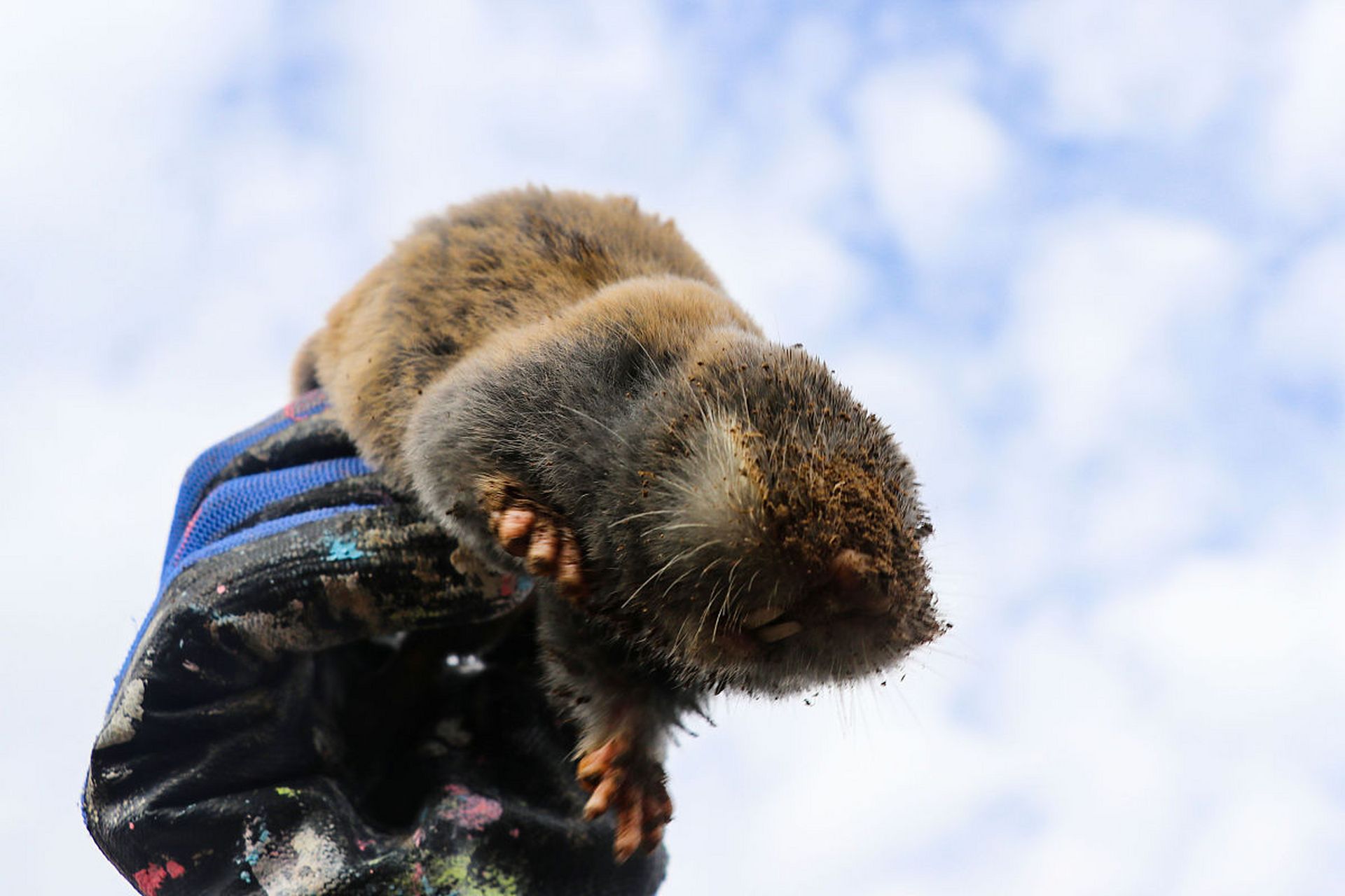 小鼯鼠,只有手掌大小.#动物趣图