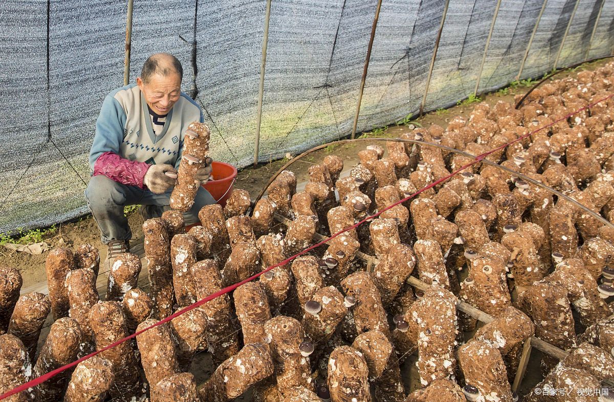 香菇种植方法图片