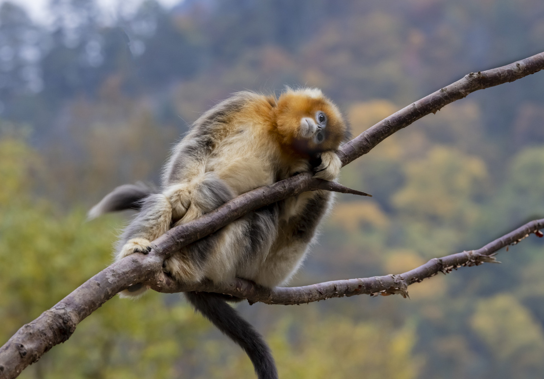 川金丝猴是中国中部和西南部的特有动物,以其漂亮的金色毛发和活泼的