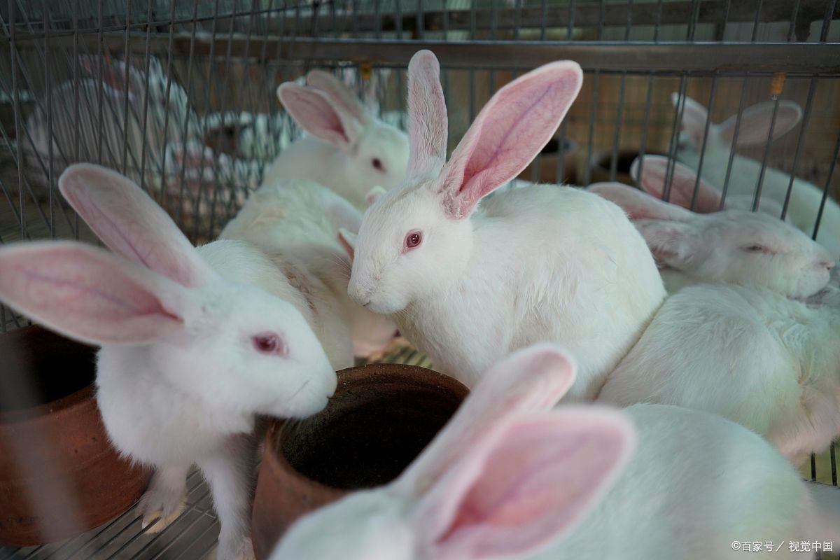 母兔妊娠期仅为30天左右,但在农村却不受养殖户待见,原因很无奈