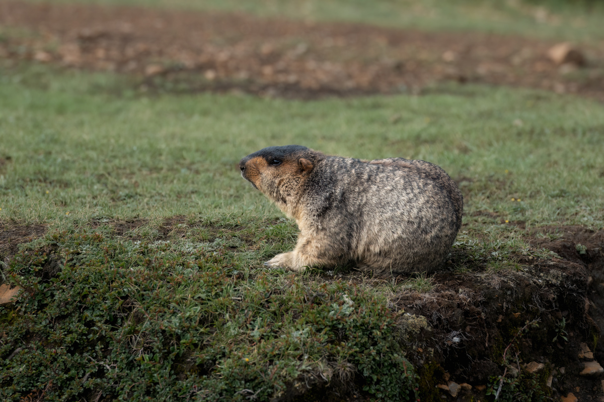 有哪些宠物适合和土拨鼠一起养?