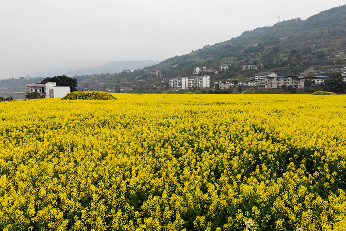 重庆涪陵美景图片图片