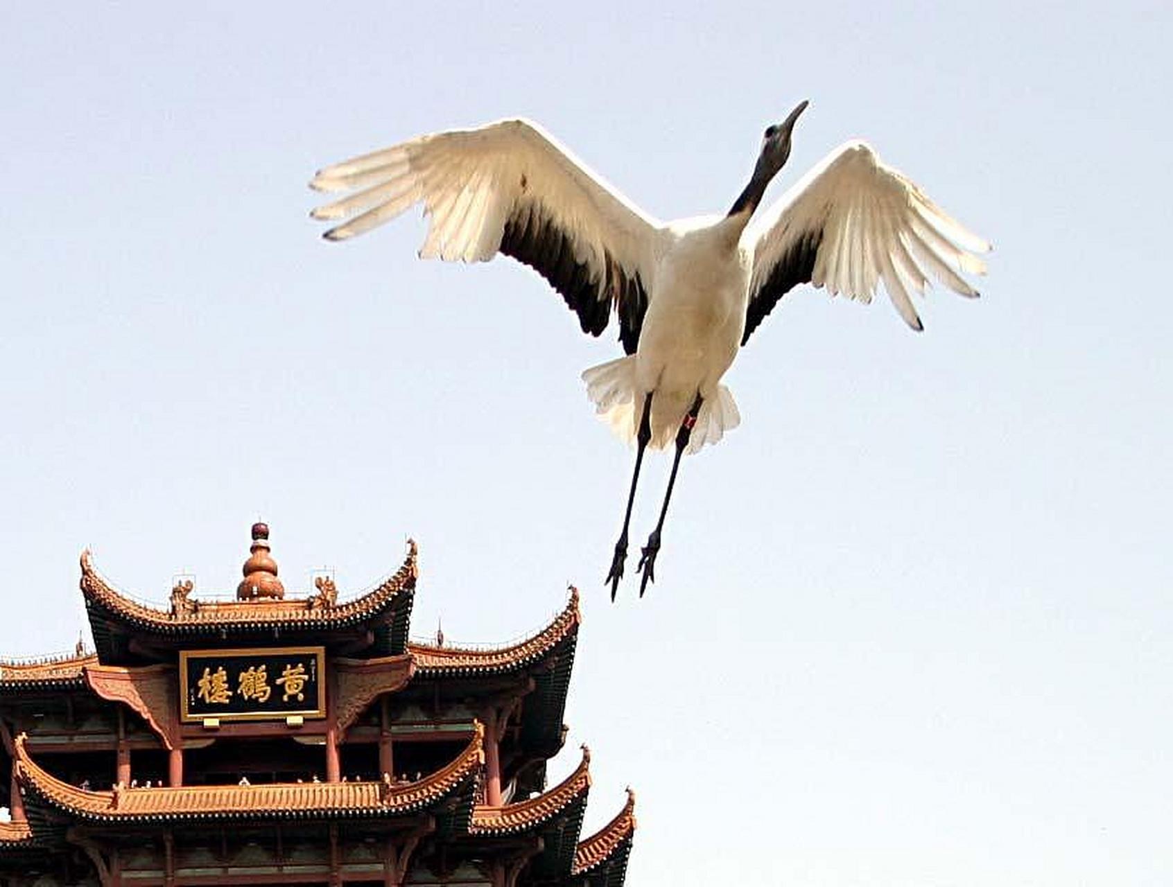 原创诗词# 观宋填词138|《 唐多令·黄鹤楼》:   黄鹤更来否?