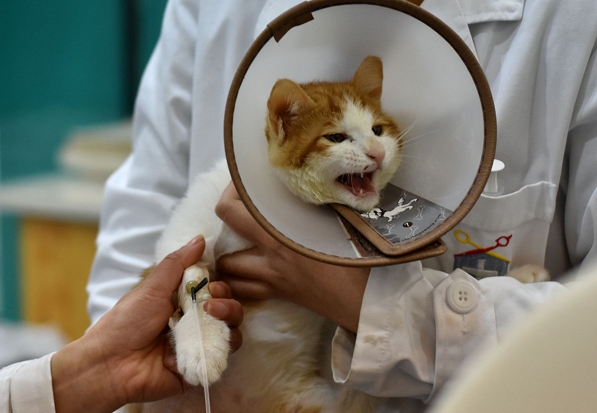 十二星座的幸运宠物十二星座最怕什么动物