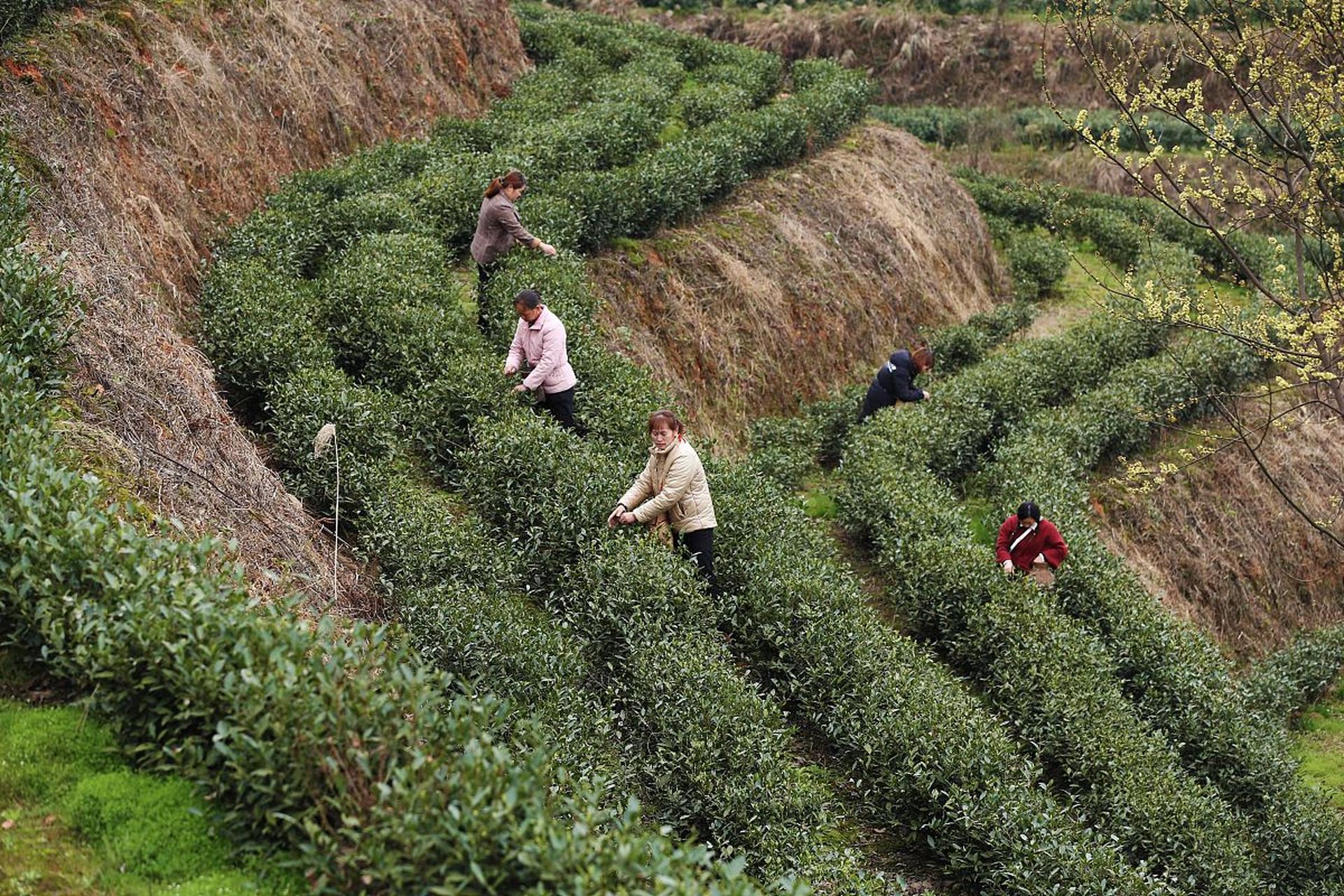 罗岕茶图片