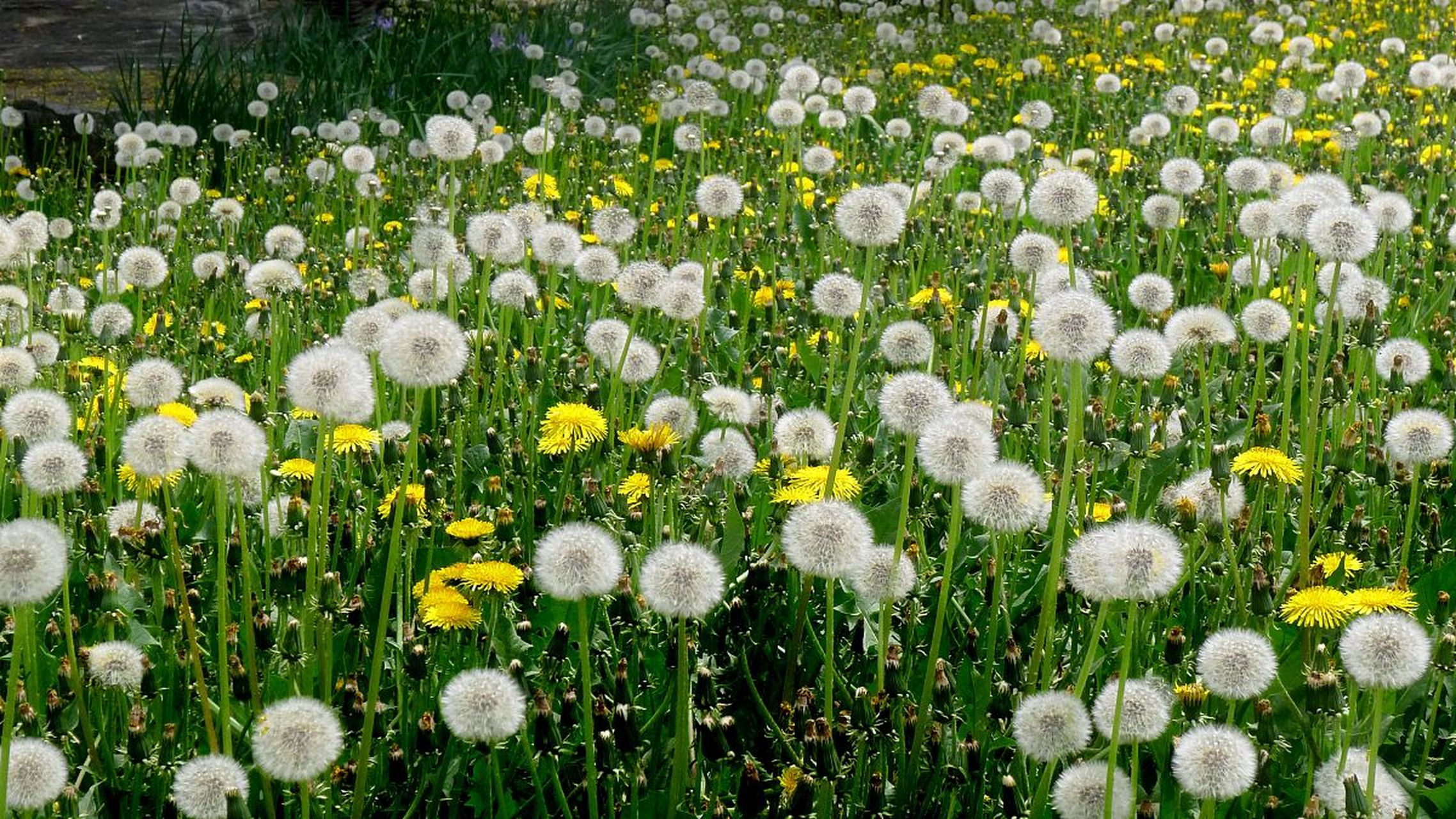 蒲公英,别名黄花地丁,婆婆丁,属于菊科多年生草本植物,不仅是一种药材