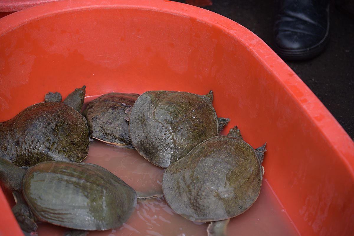 黄甲鱼好还是黑甲鱼好?