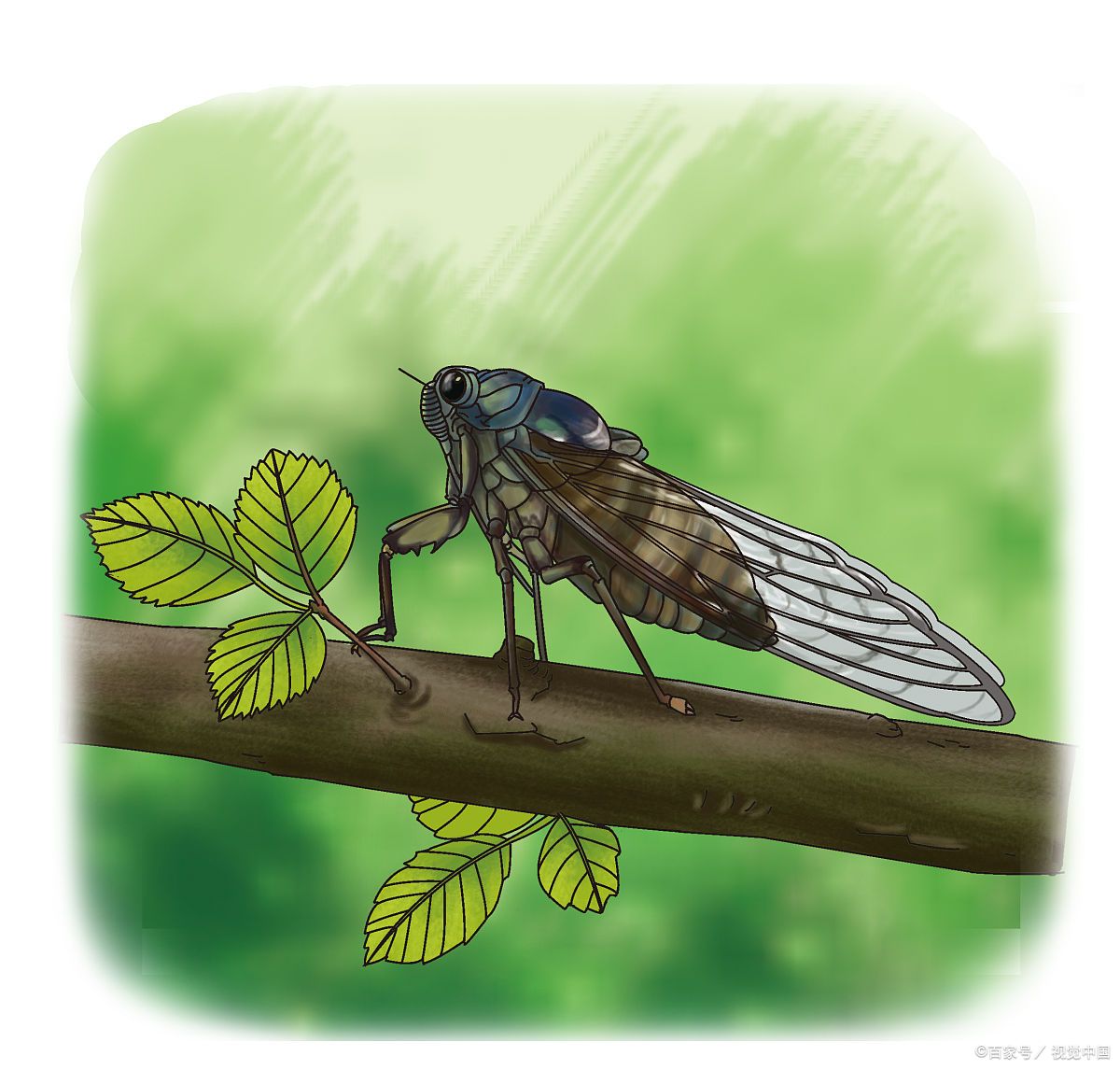 卡通蝉在树上图片横版蝉白底卡通图片夏天正在进行生命的绝唱的蝉