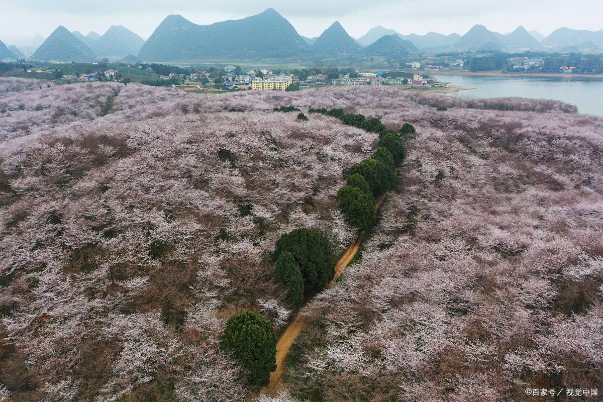 贵阳贵安新区樱花图片