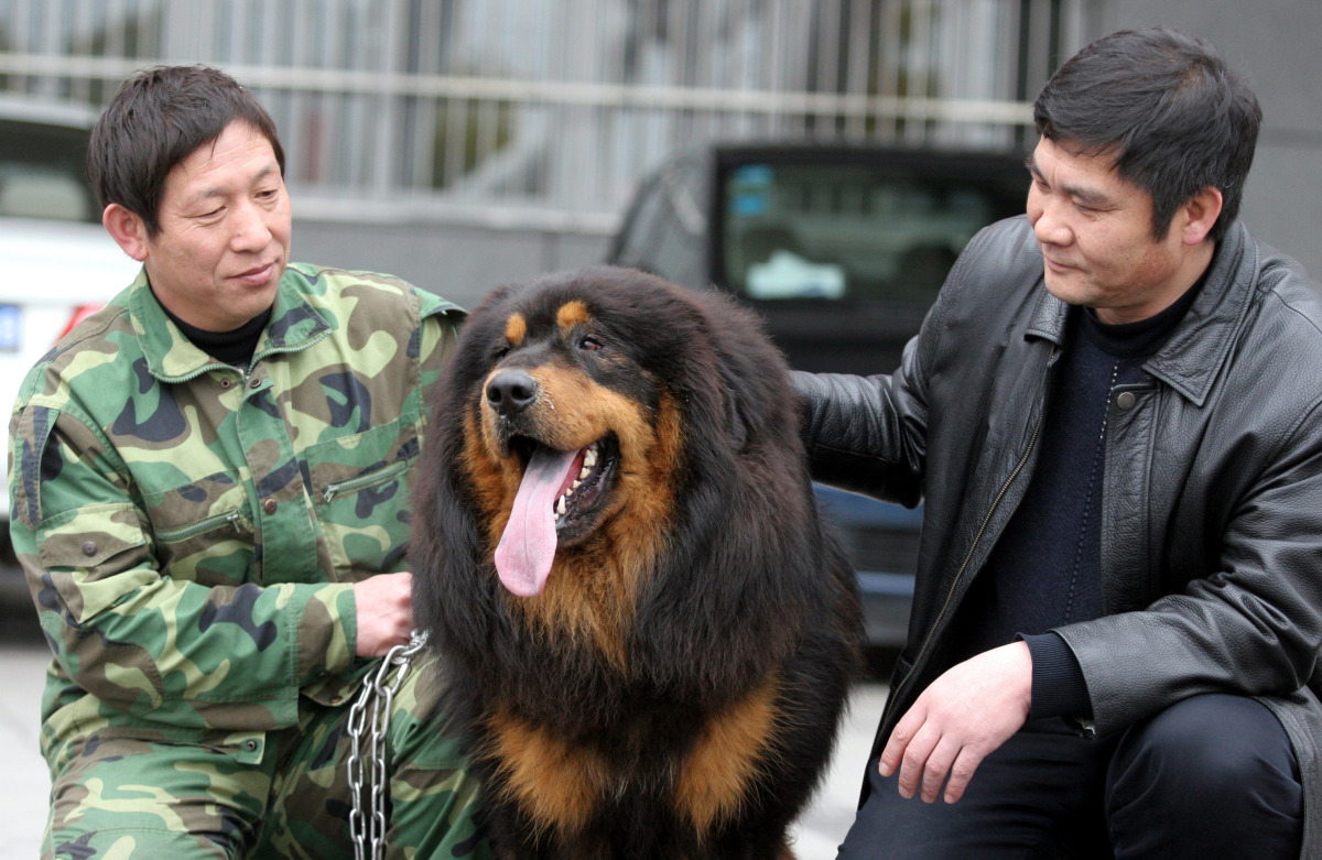 藏獒忠心为何咬死主人图片