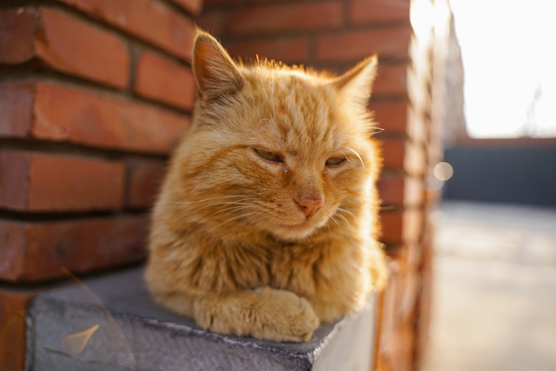 阳光下,橘猫慵懒地躺着,享受着暖阳,它的眼神充满了满足与安逸.