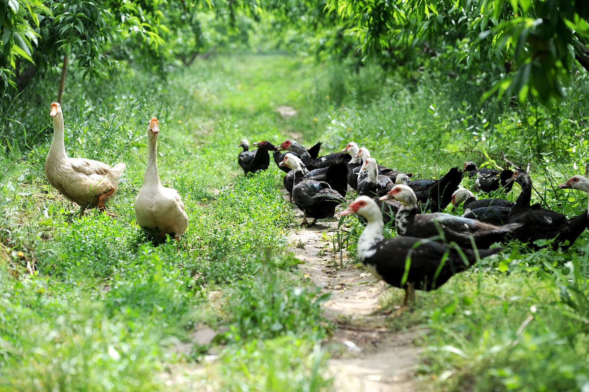 嘿,你们可不知道,黄鼠狼这玩意儿可是有灵性的哟!
