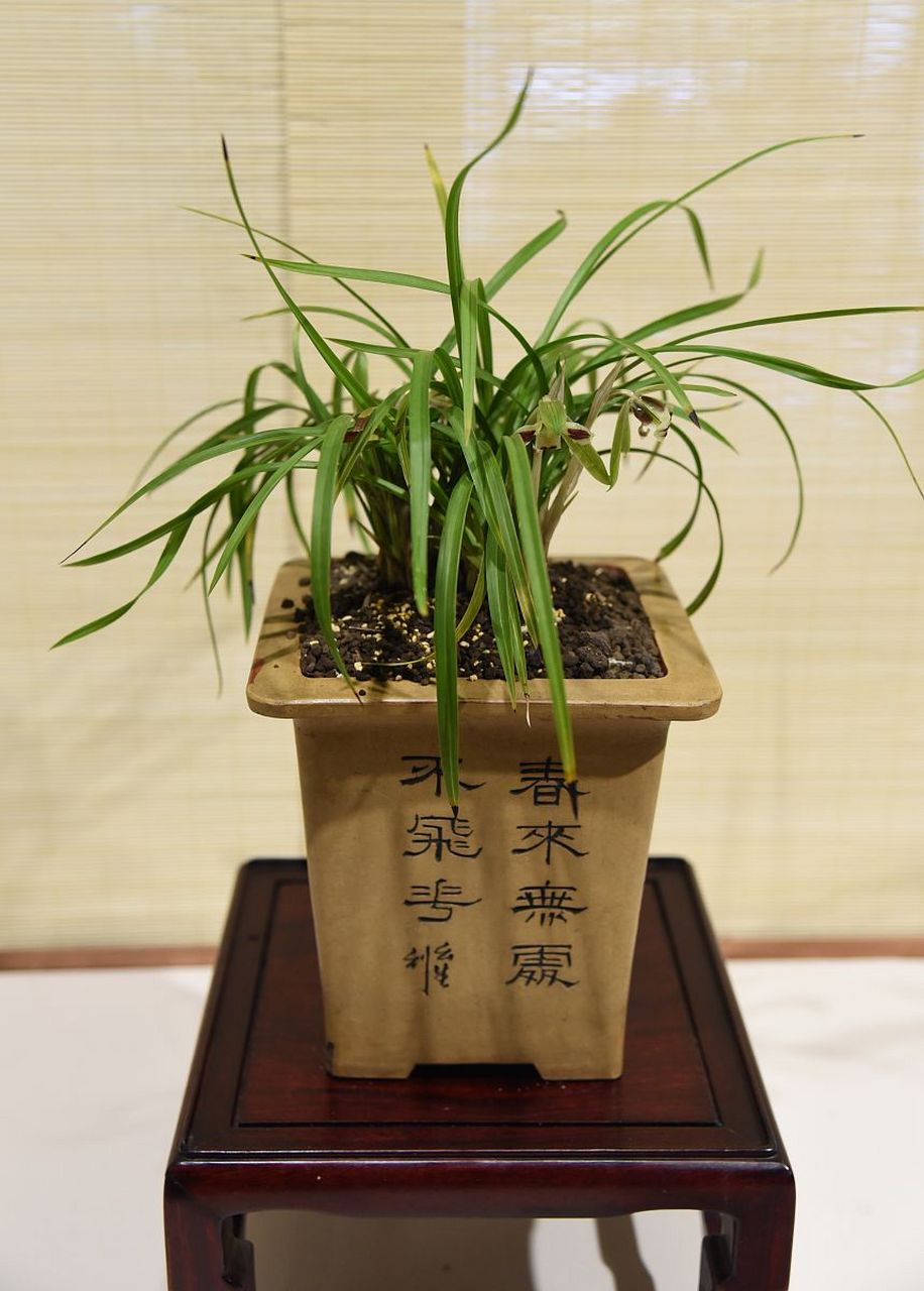 海南香兰是一种美丽的盆景植物,它拥有优美的花朵和独特的香气,深受