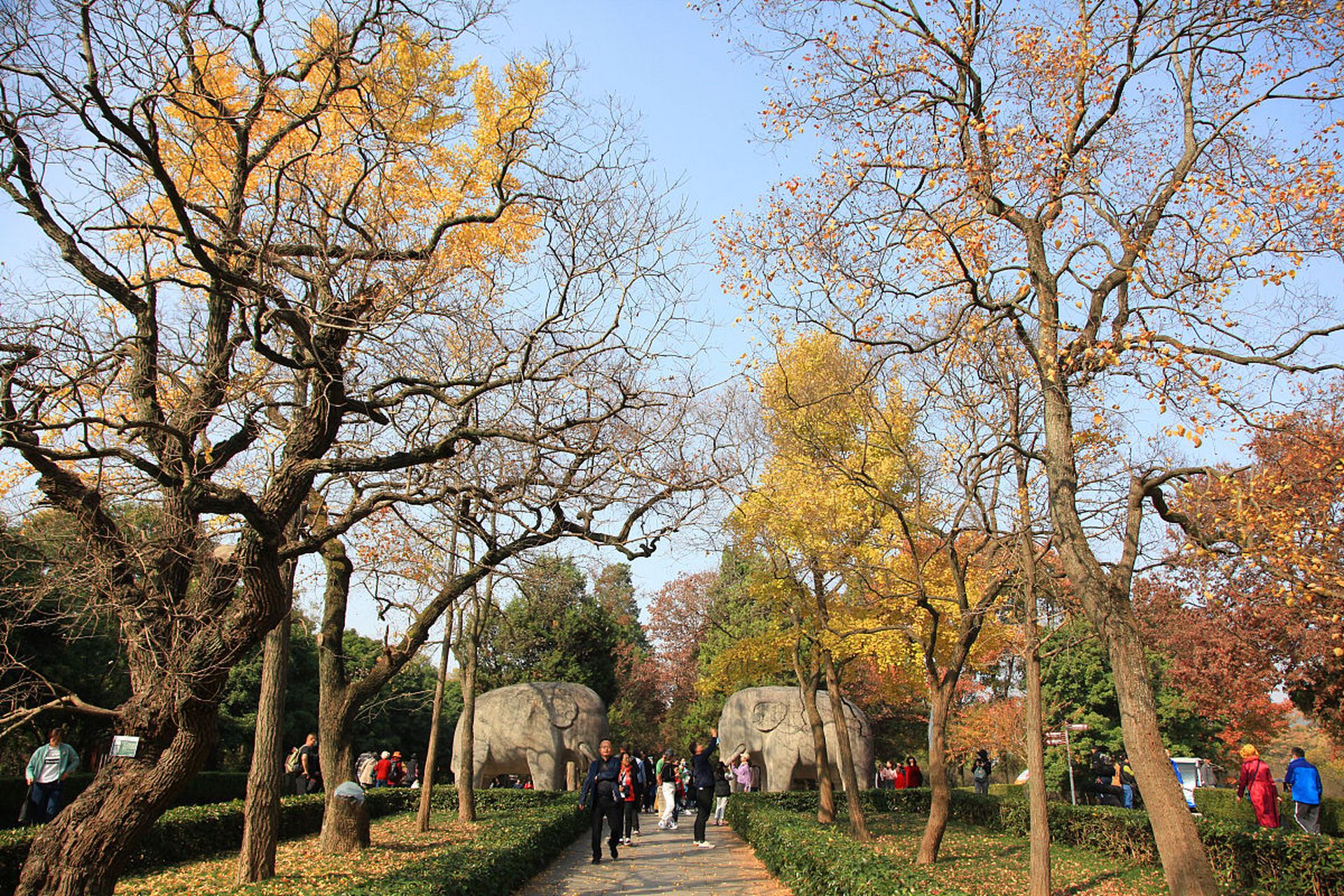 南京钟山山陵风景区是南京最密集种植桂花树的地方