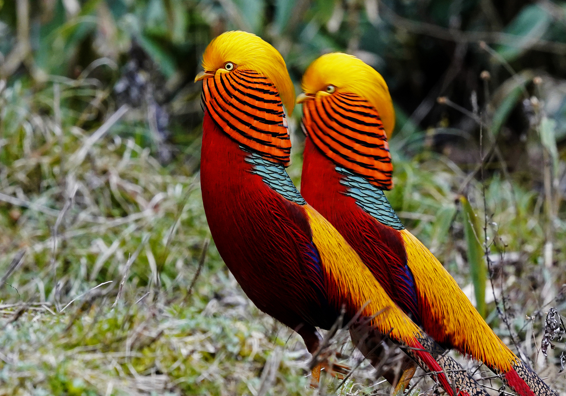 其最显著的特征便是腹部鲜红色的羽毛,与身体的其它部分形成鲜明对比.