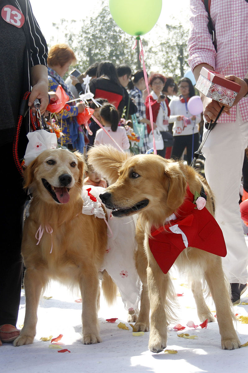 让我们一起来看看这场别开生面的婚礼岸锘槔 狗狗结婚图片狗婚礼