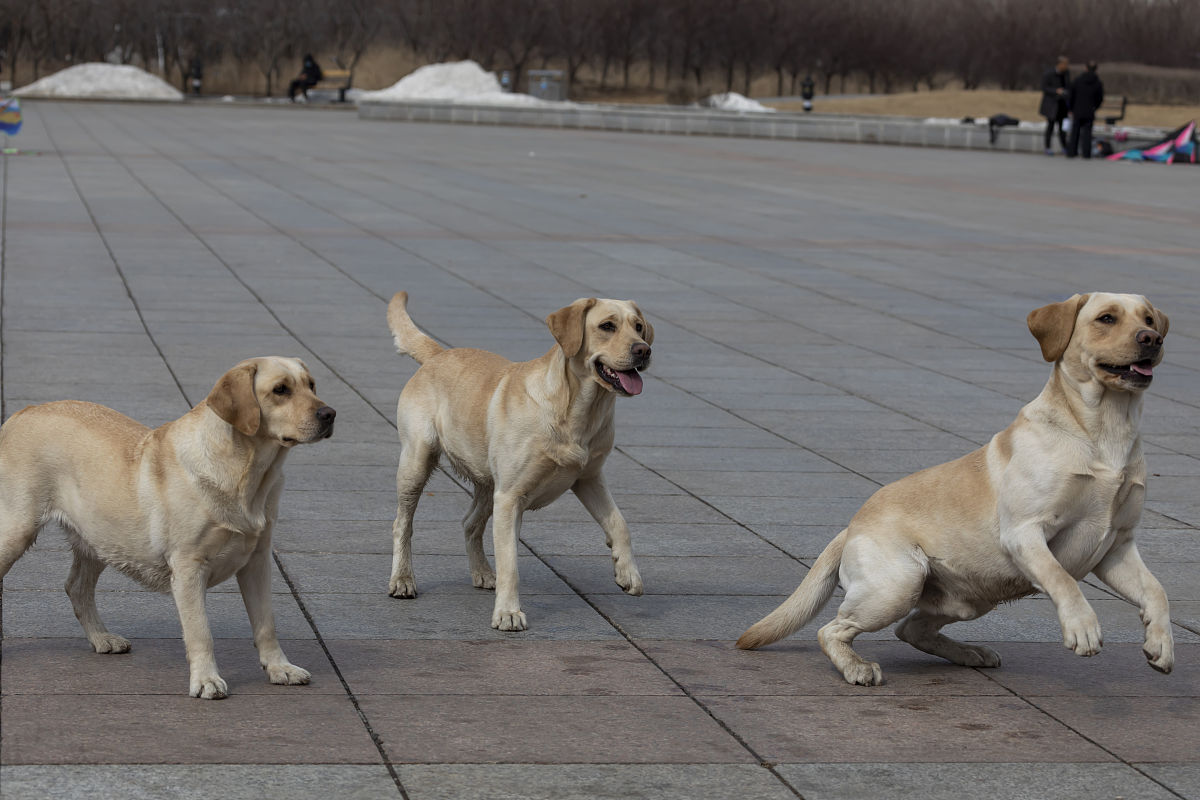拉布拉多犬多大开始训练比较好?