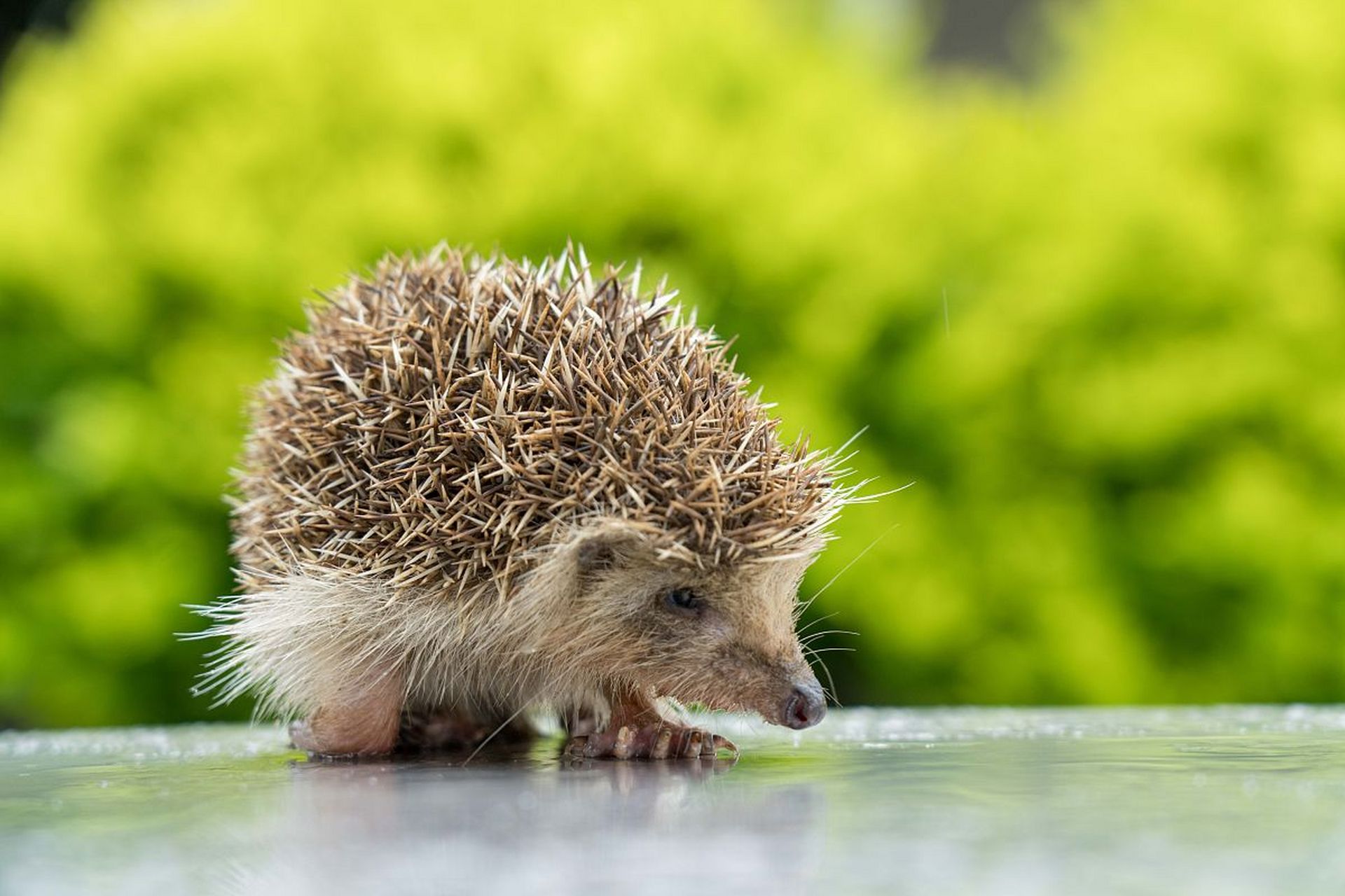 [滑稽][滑稽]#爆笑# #逗你