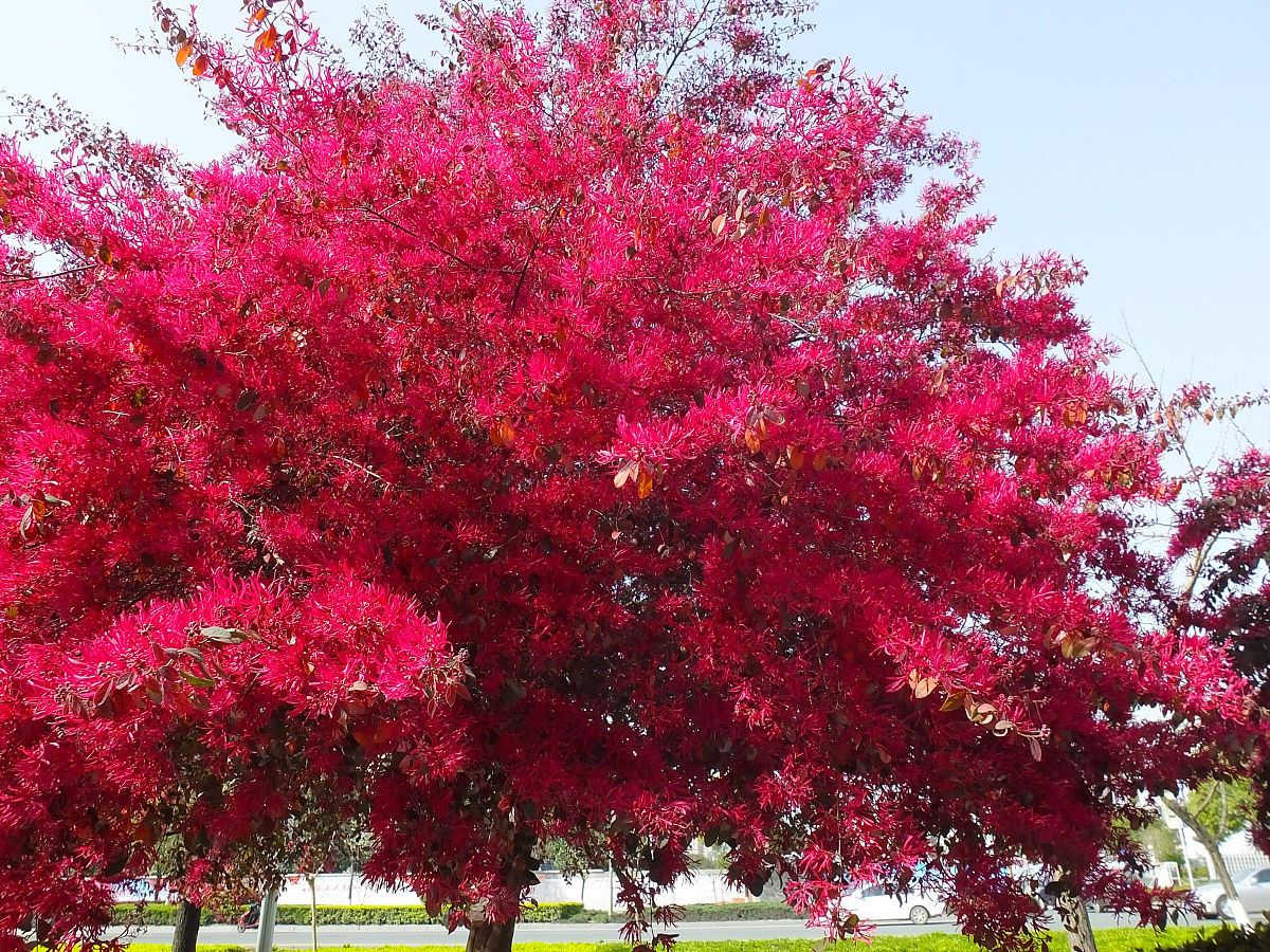 红花檵木一年长多粗图片