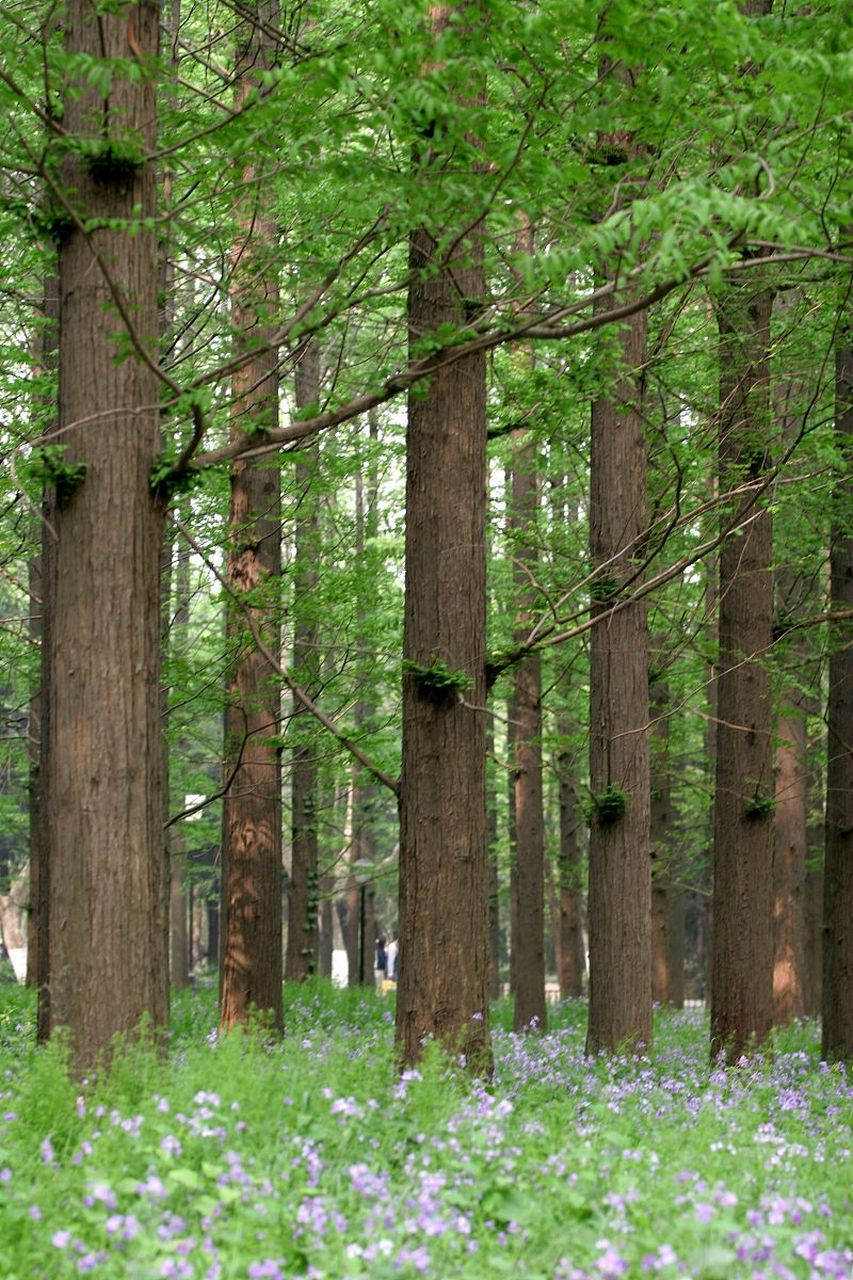 水杉是一种常见的落叶乔木,其叶子在秋季会变成红色或深紫色,非常美丽