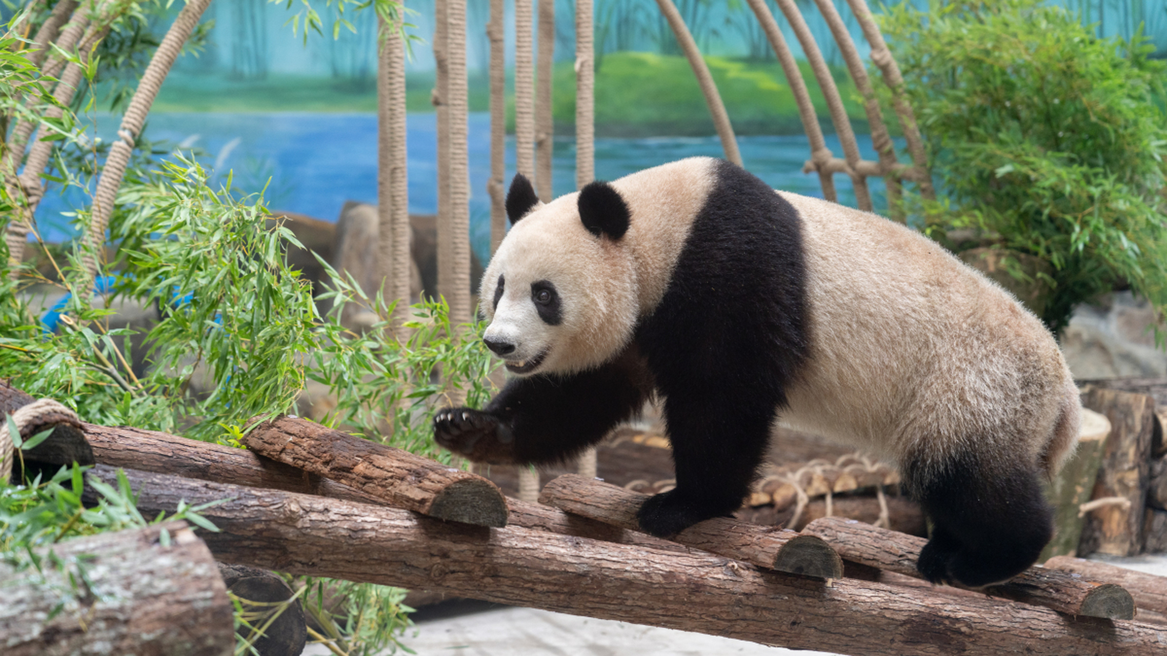 ai亚来杭州# 大家好,我刚去杭州动物园参观了新建的大熊猫馆,里面