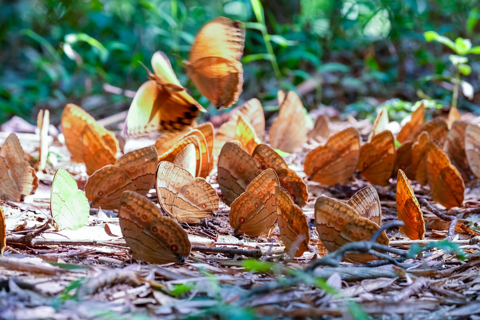 亲爱的旅行者们,你是否听说过阳朔的蝴蝶泉?