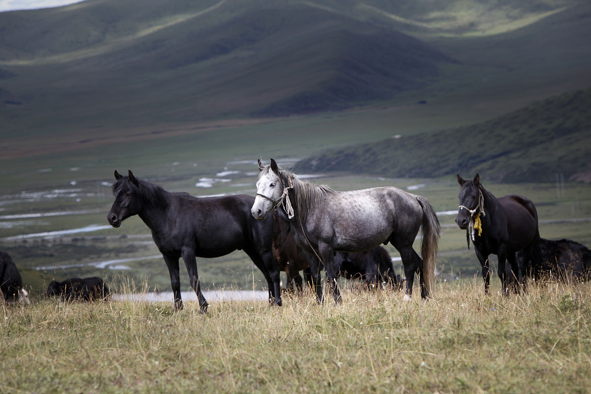 四牡騑騑大路追
