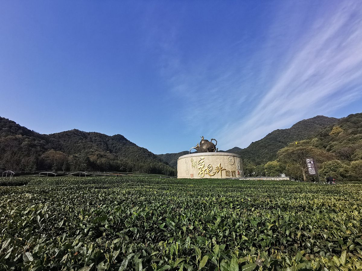 千年龙井入饮淳,香甜可口败肝火满山绿色茶香景,西湖龙井驰名红