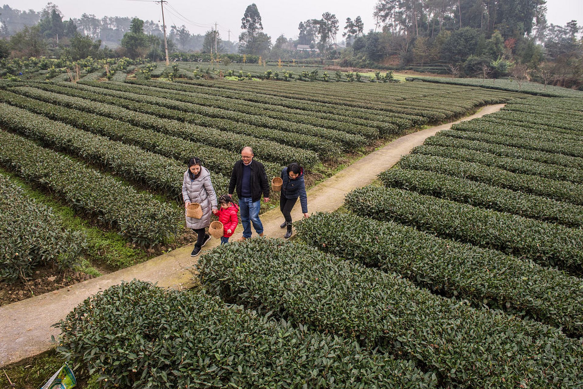 成佳茶乡,位于成都市蒲江县的成佳镇,是一个集茶叶种植,加工,羡售