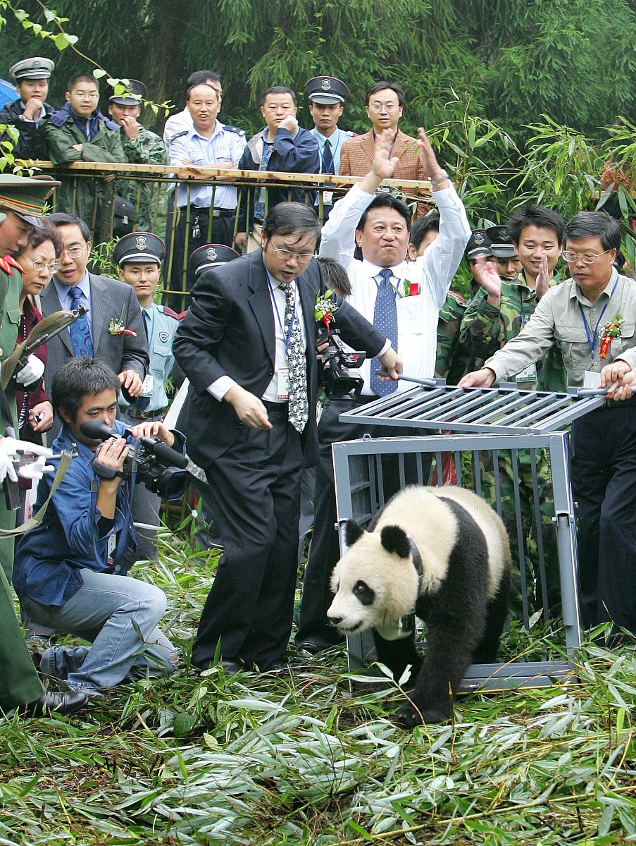对人工大熊猫及其野化放归工作的认识