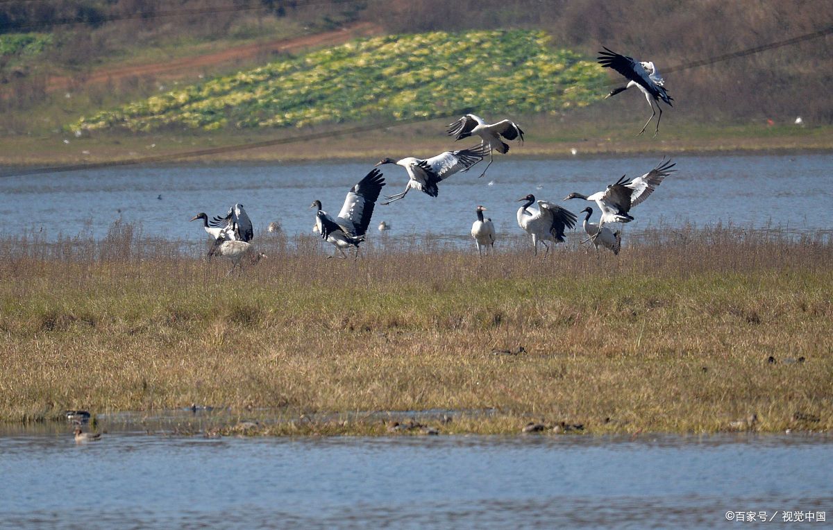 毕节威宁草海的鸟类种类,候鸟种类繁多数据,鸟类天堂!