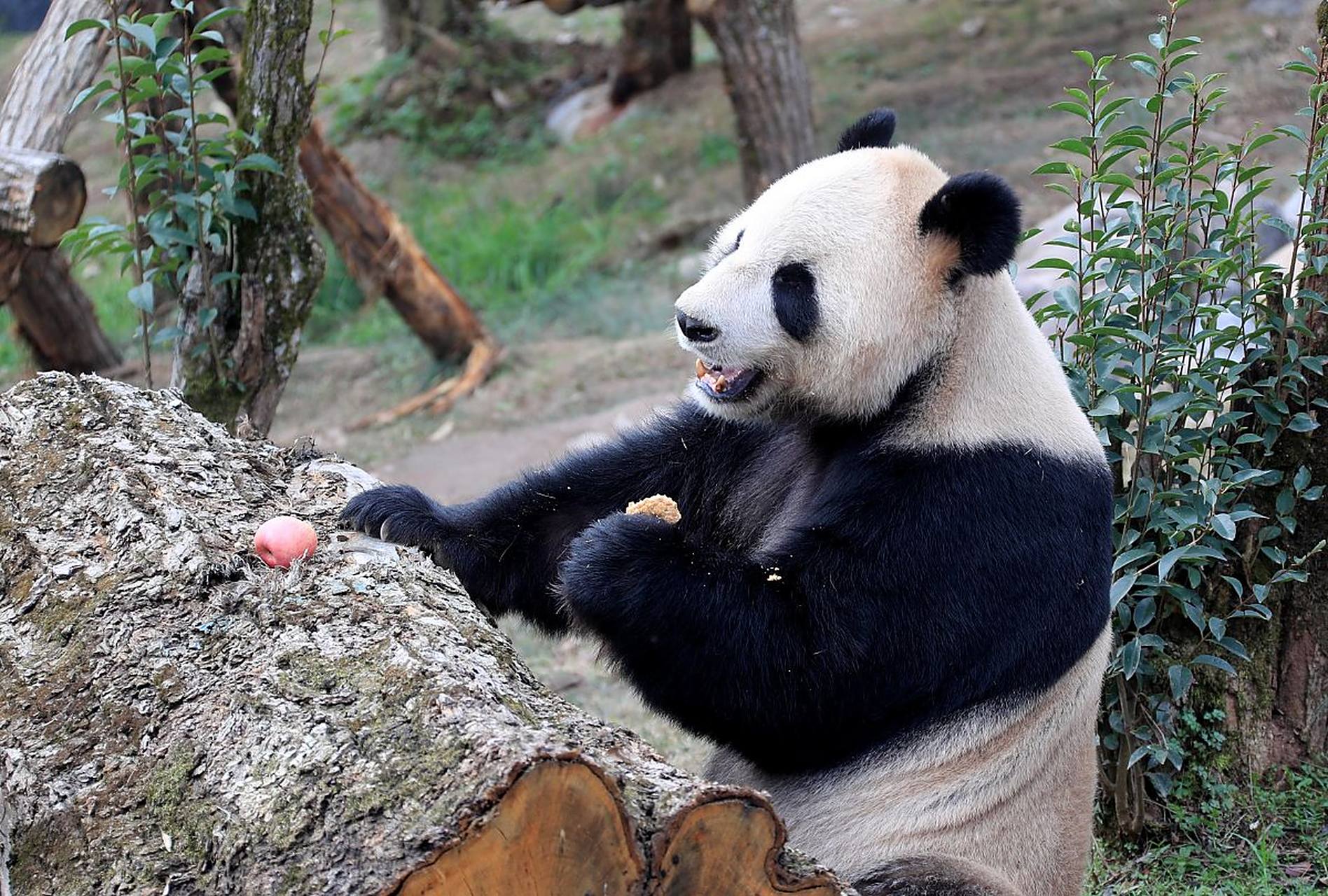 欢迎旅日大熊猫香香回家 当地时间2月21日,旅日大熊猫"香香"将从日本