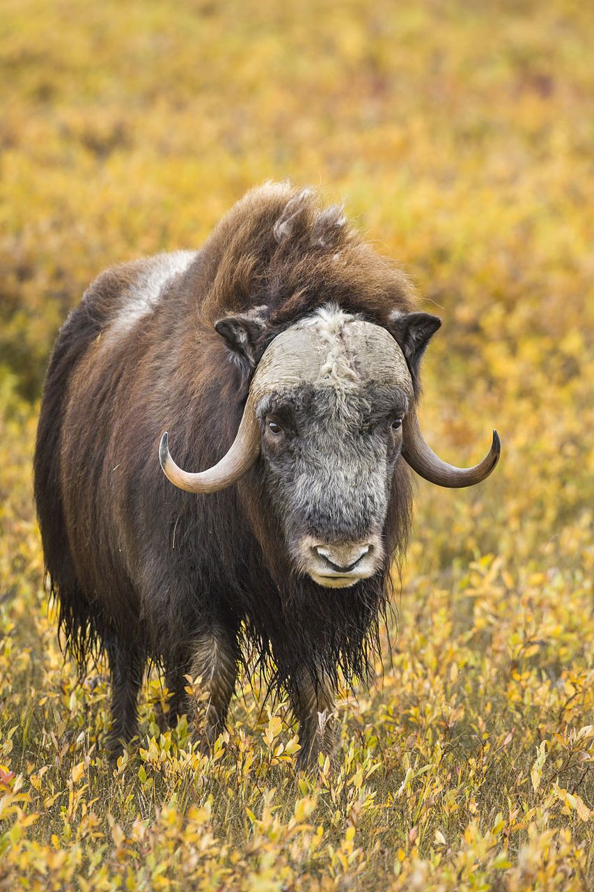 麝牛.躯体敦实.雌性略小.吻,鼻部裸露,前额有簇毛.