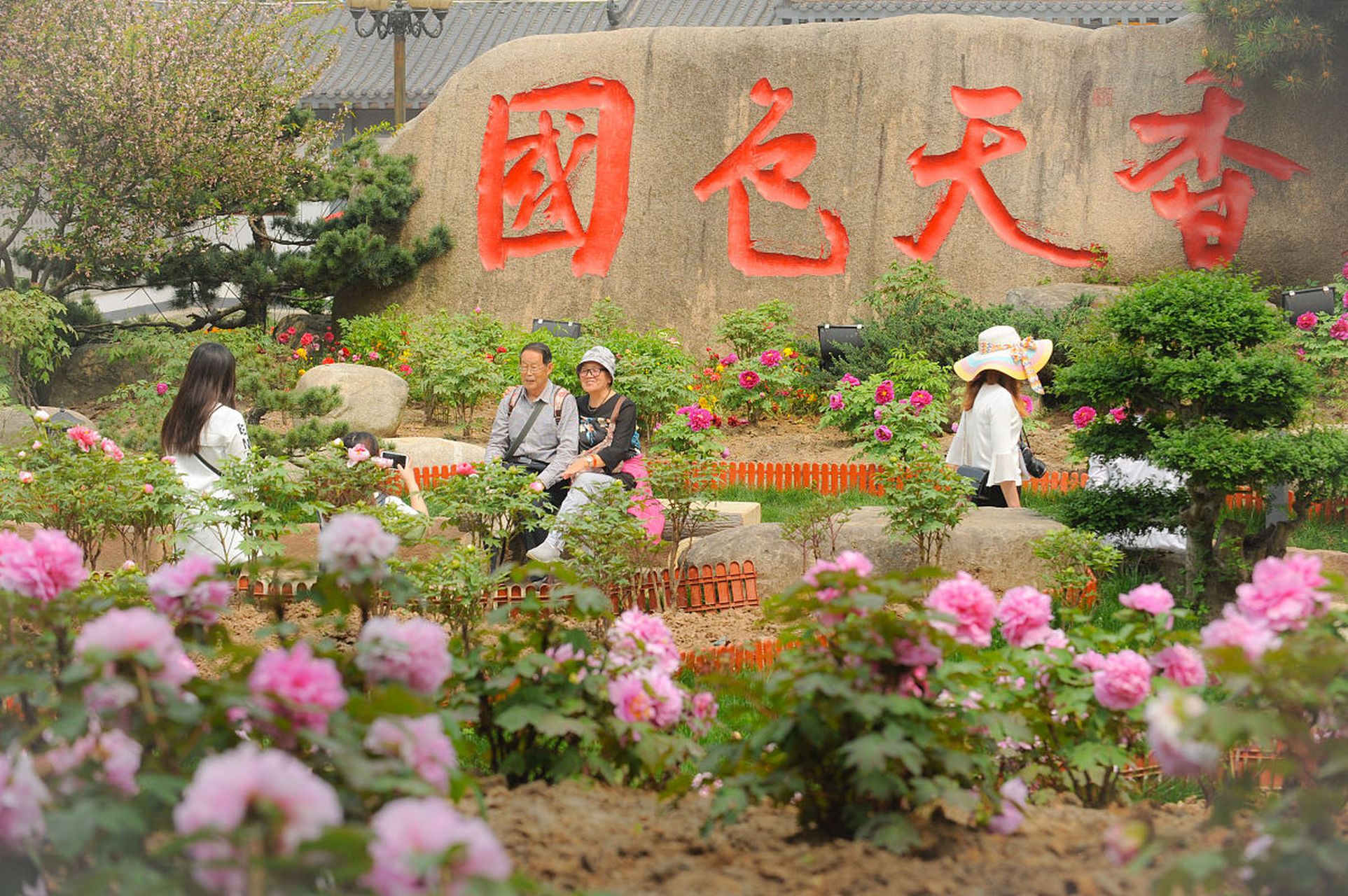 哇,亲们,我刚从河北柏乡县的汉牡丹园回来,真的是不虚此行呀!