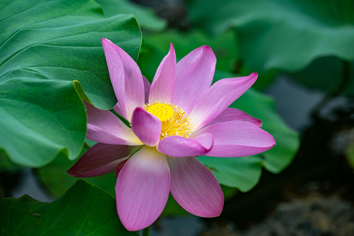 龙井茶香亲脾胃,心如止水品茗中暖风吹绿荷花红,翩翩起舞君子情