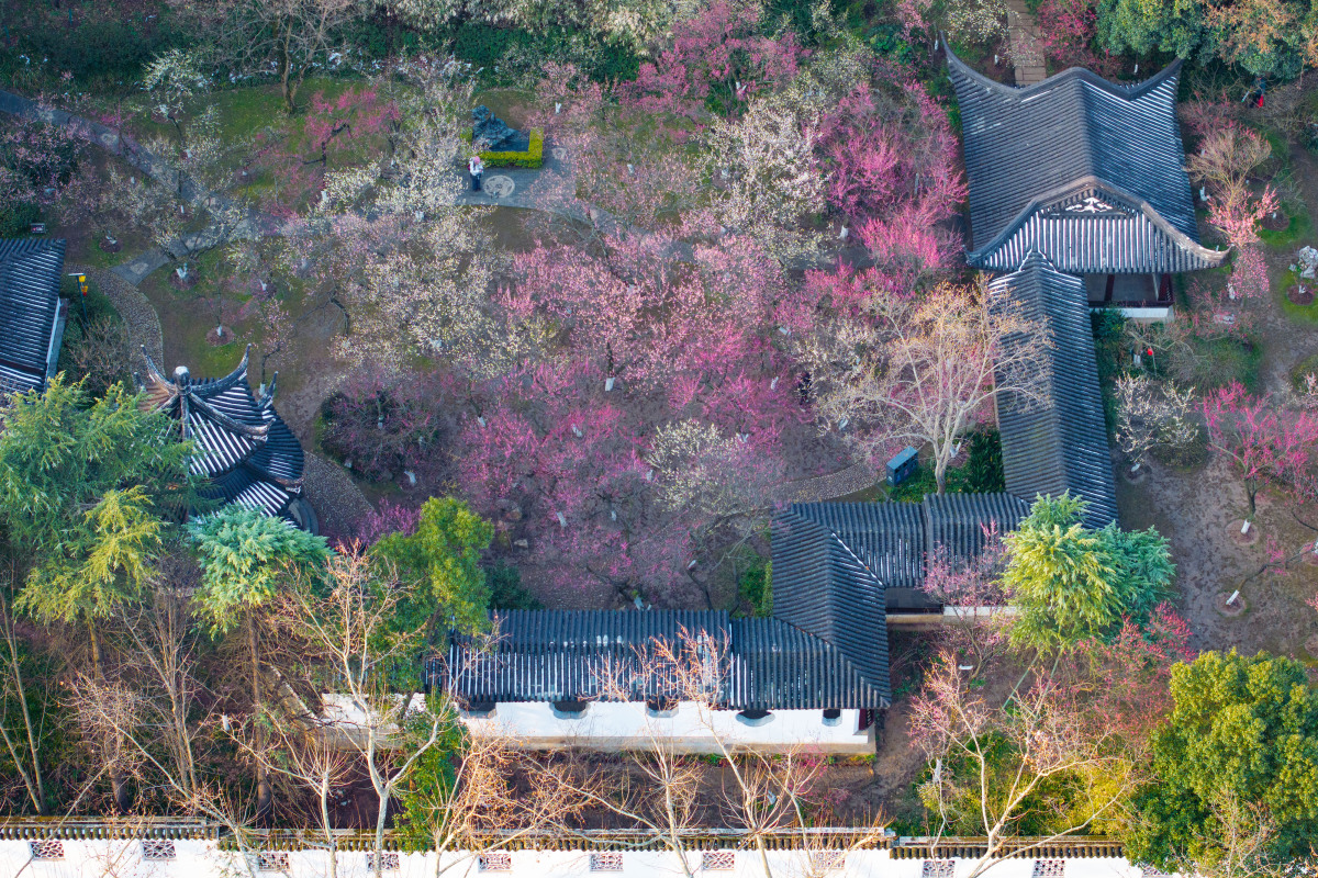 "明孝陵的樱花园,是南京最大的赏樱胜地,有着3000多株樱花,花开时如云