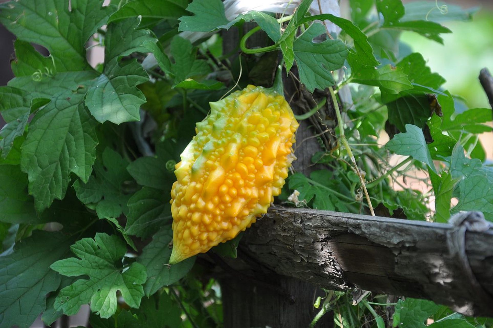 苦瓜和癞葡萄是不同品种的葫芦科植物,具有不同的外观,口感和营养价值