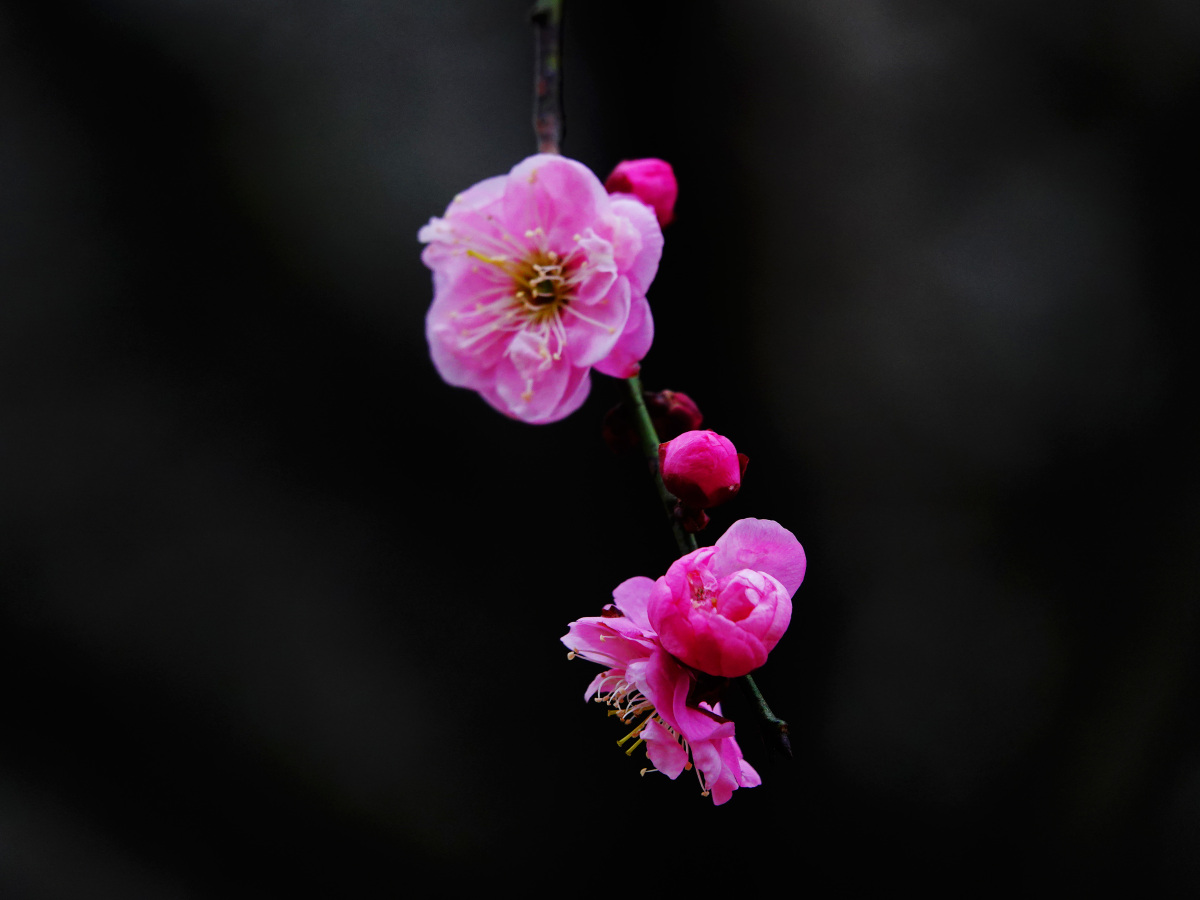 梅花的样子像什么图片