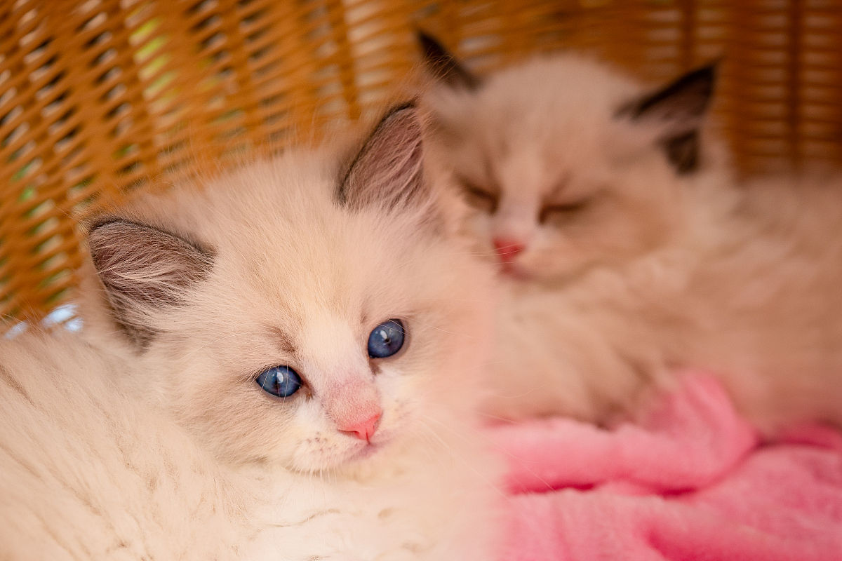 好多可爱的猫猫啊,可以精力有限啊,养不了啦