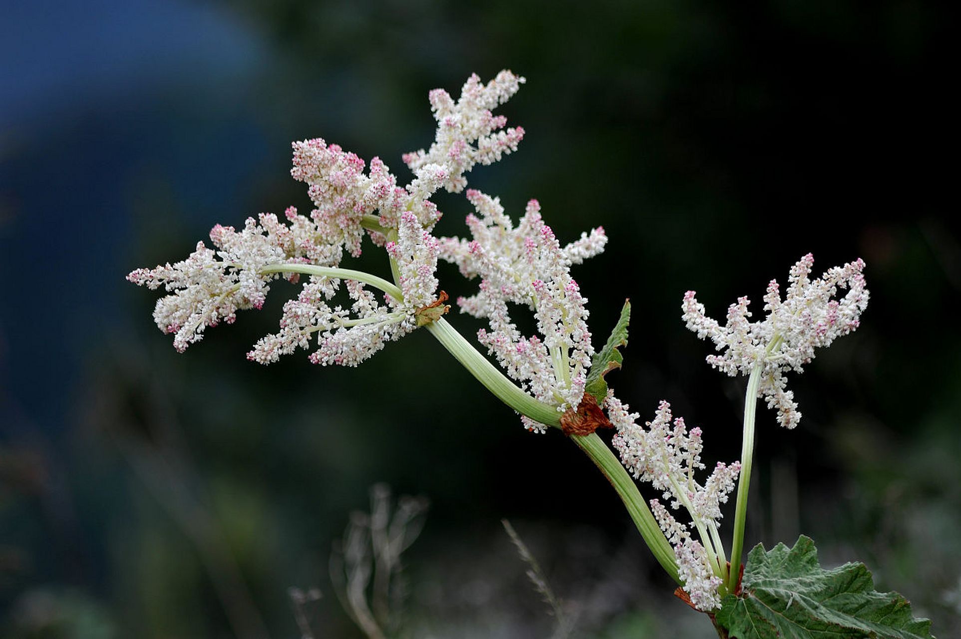 滴铃铃……我的电话响了,我接通电话,原来是银行客户经理的电话,她是