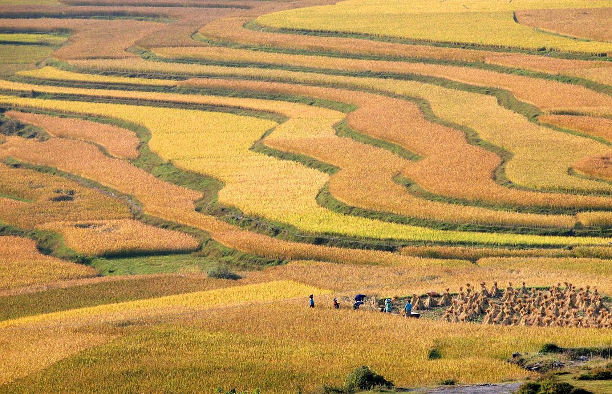 金色的阳光洒在辽阔的田野上,稻谷金黄,风吹过时泛起层层波浪,宛如大