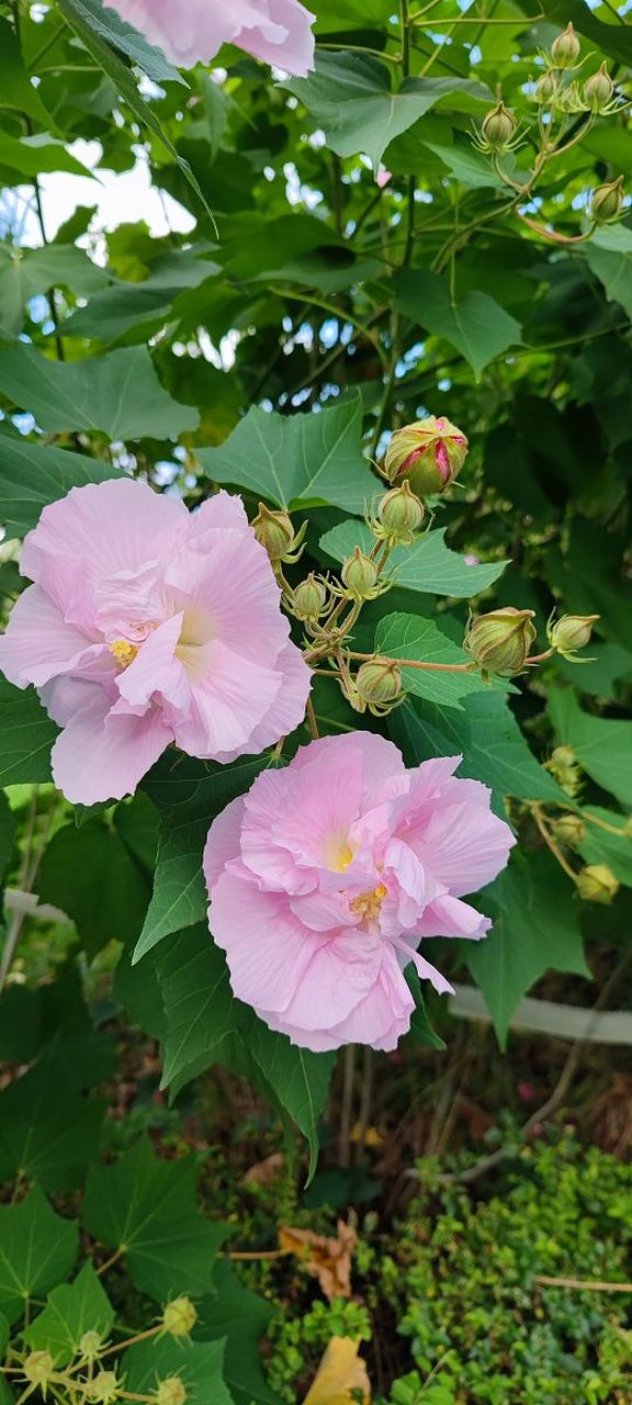 木芙蓉:花中仙子,四时皆美  在繁花似锦的大自然中,木芙蓉以其独特的