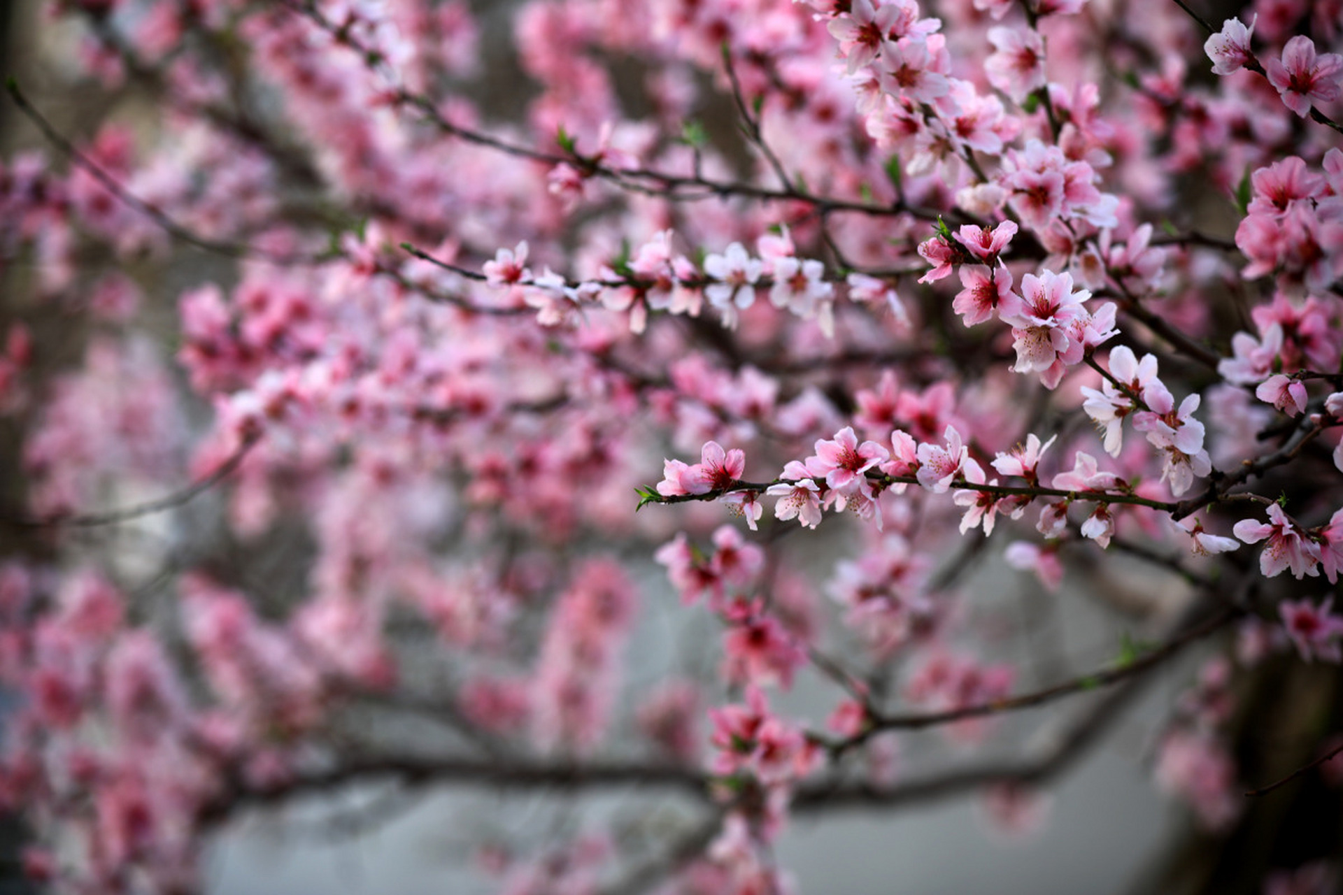 春光烂漫桃花红图片