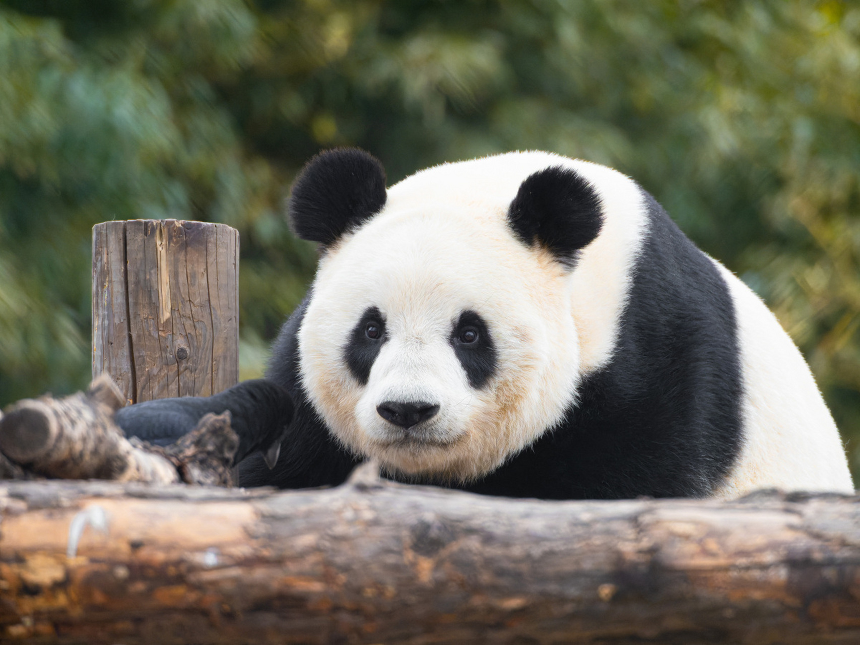 泰州动物园新招:狮犬扮熊猫,引发热议!是创新求人气还是误导公众?