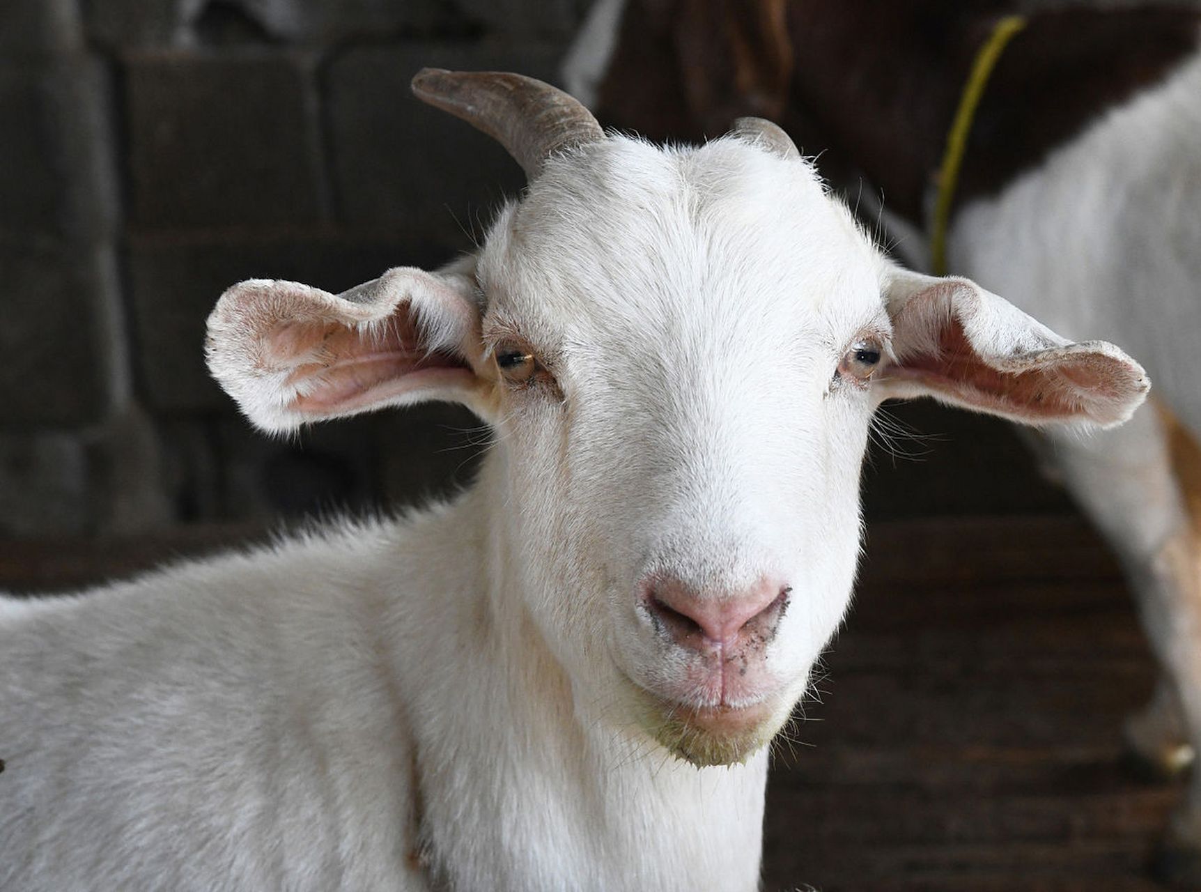在一个月内观察羊的毛和蹄子也可以分辨性别.