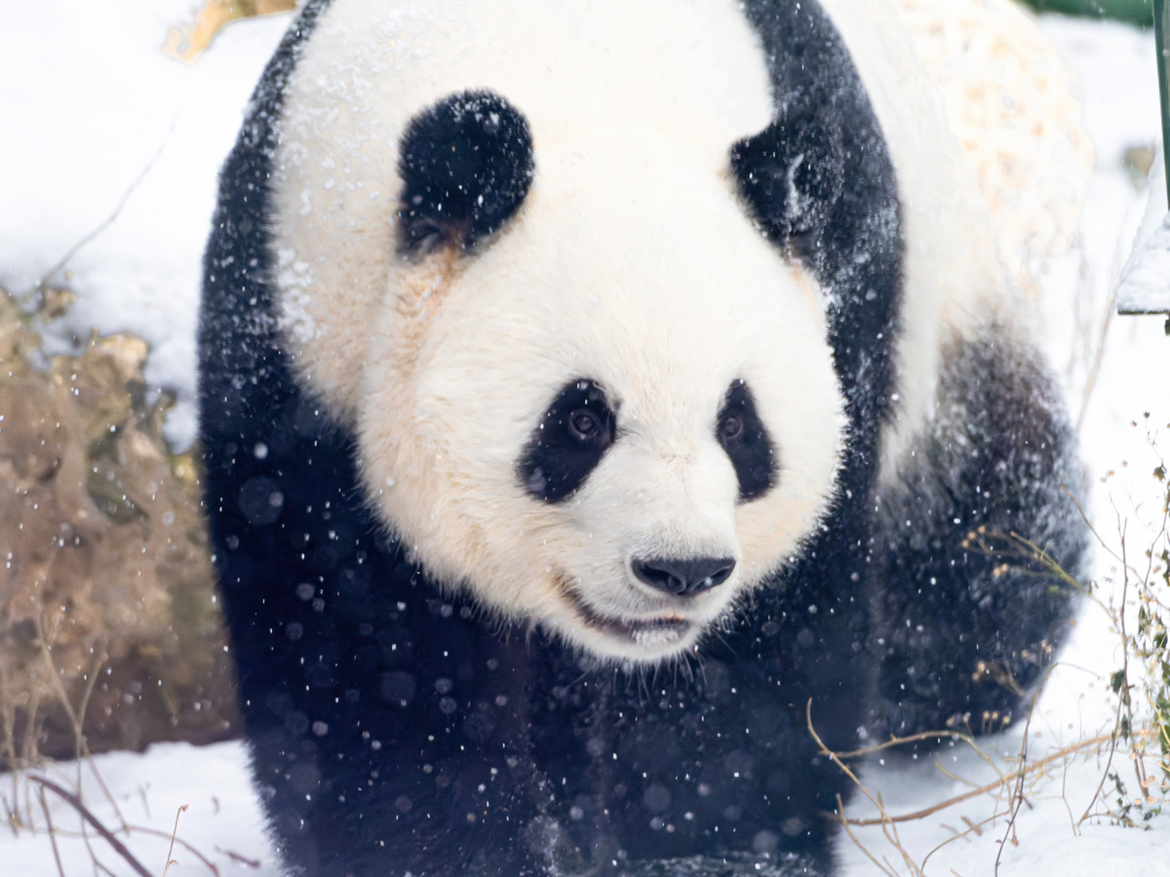 用一张图形容冬季#  全世界熊猫景点的熊猫是怎样过冬的之四:雪中