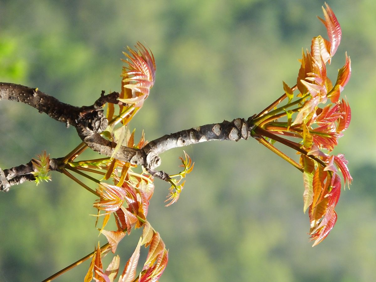 美味的野生香椿芽开始上市,你在烹饪椿芽时会不会先焯水