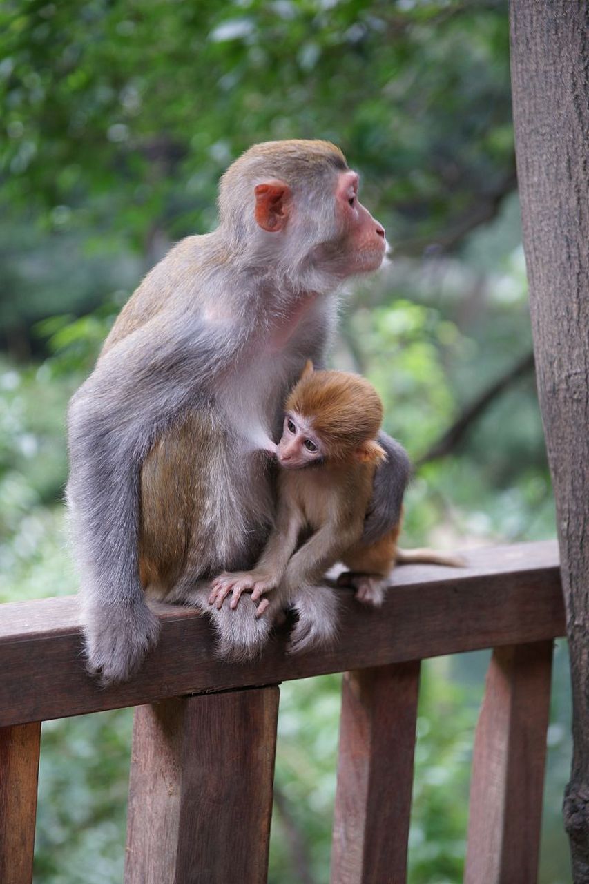 动物也是很有爱的,看看这母猴紧紧搂住小猴子!是不是很有爱?